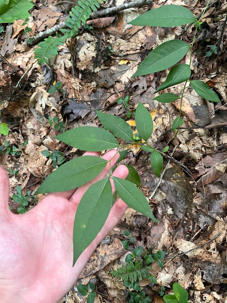 Amsonia tabernaemontana