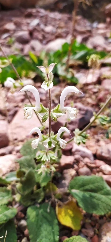 Salvia Sclarea