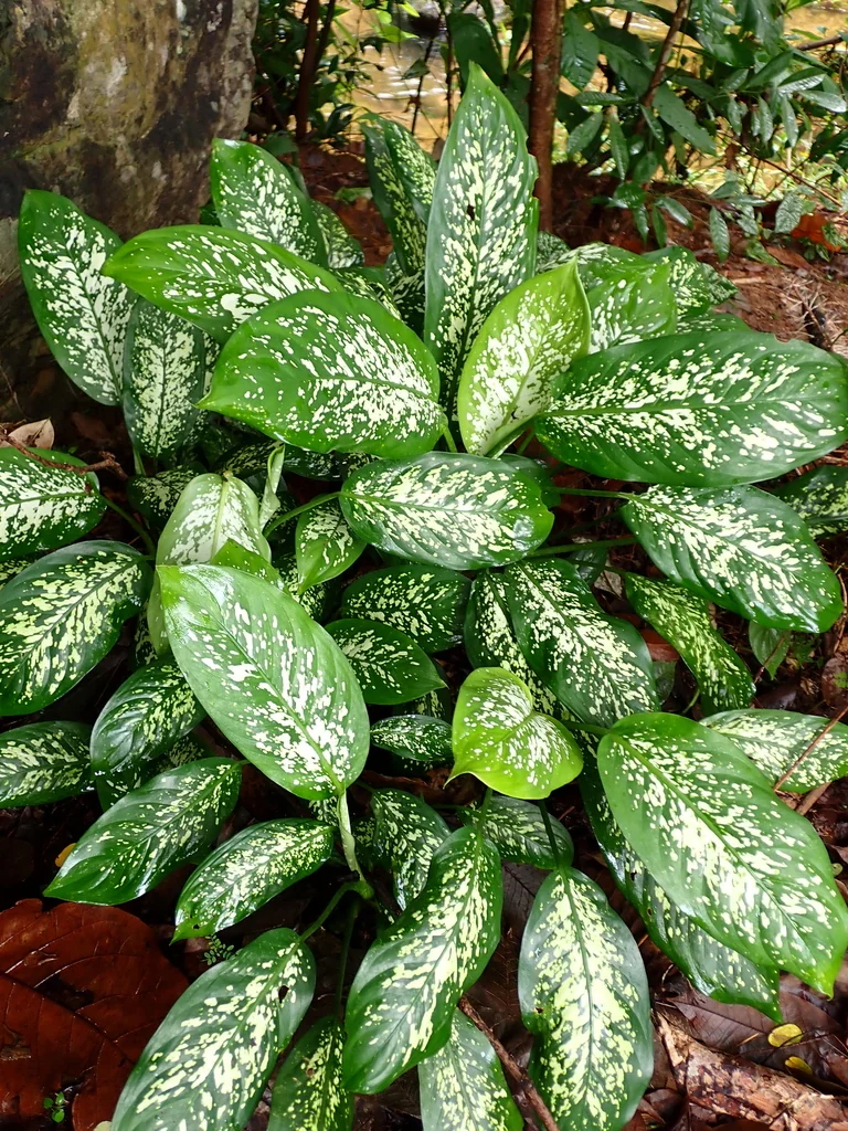 Dieffenbachia Maculata