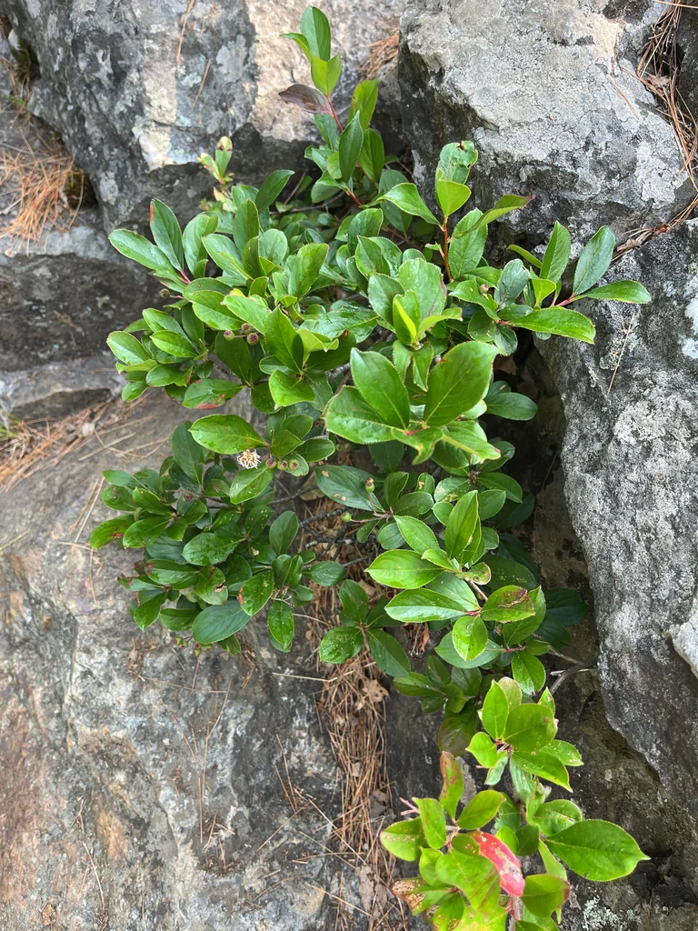 Aronia melanocarpa