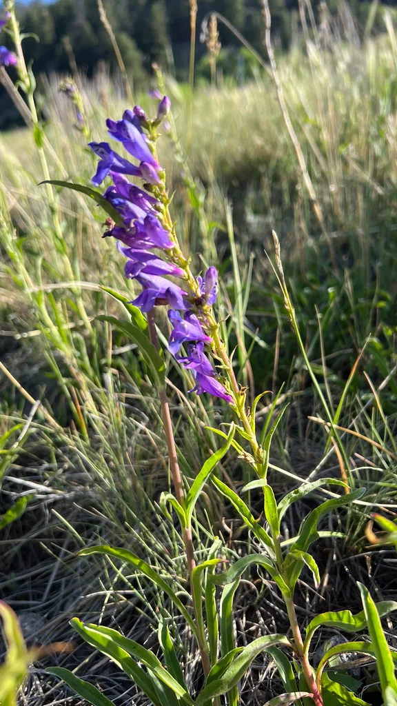 Penstemon Strictus