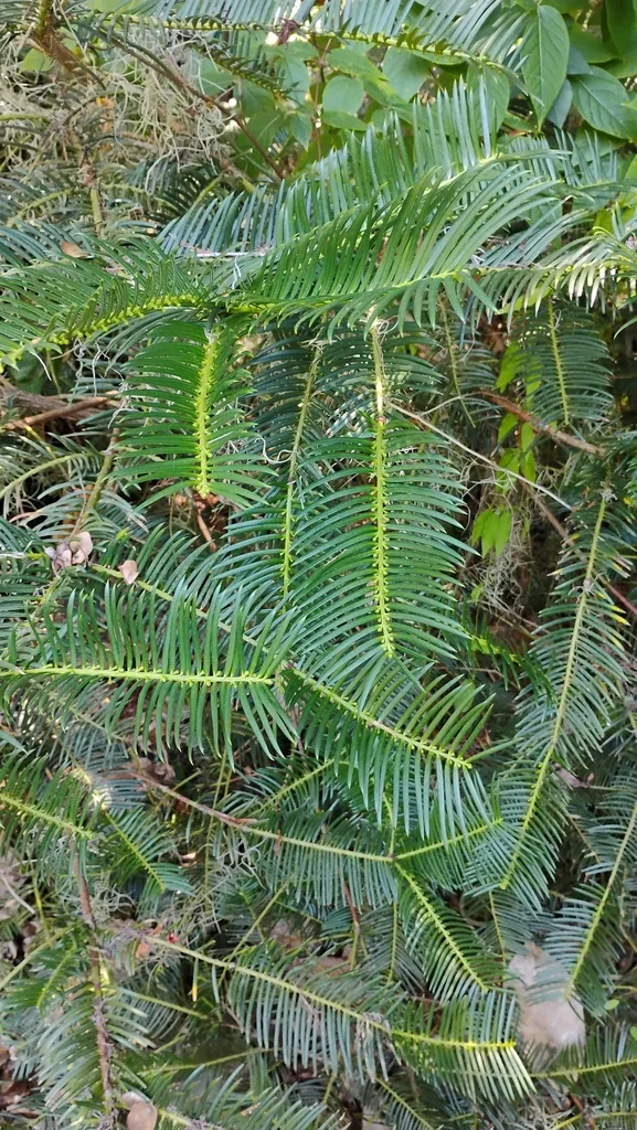 Cunninghamia Lanceolata