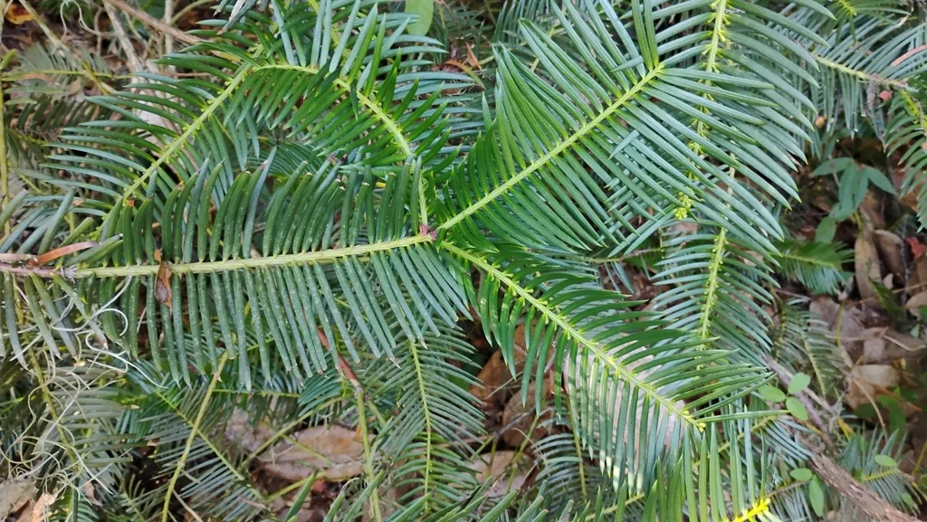 Cunninghamia Lanceolata