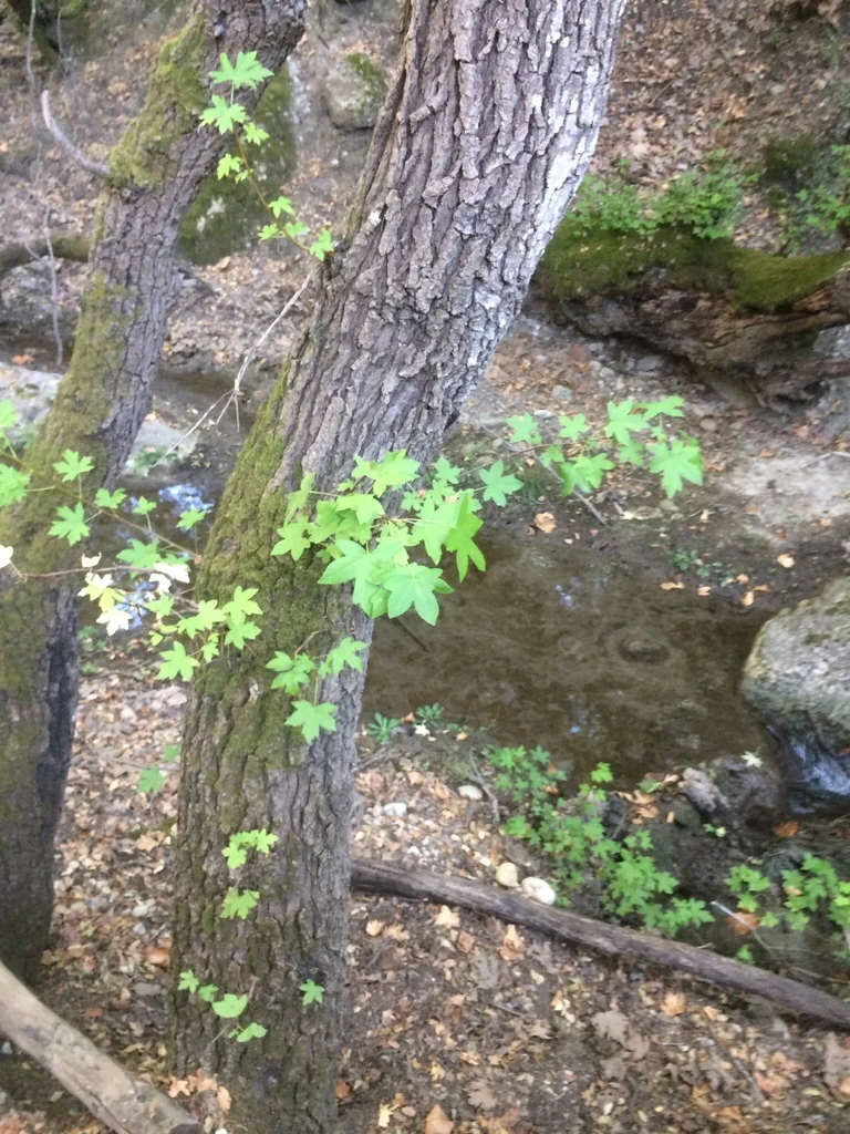 Liquidambar Orientalis