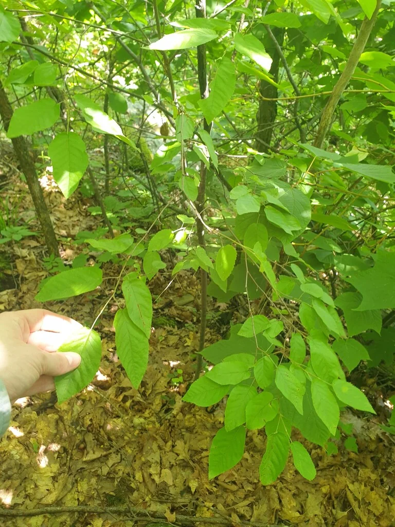 Amelanchier Arborea