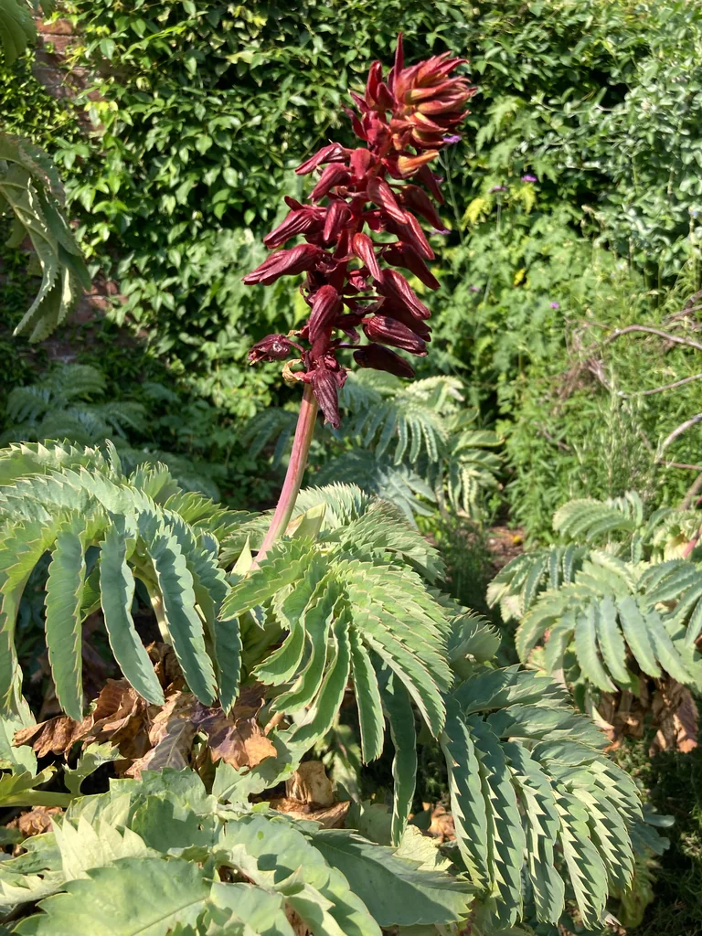 Melianthus Major