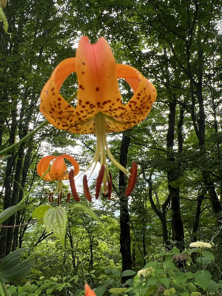 Lilium Superbum