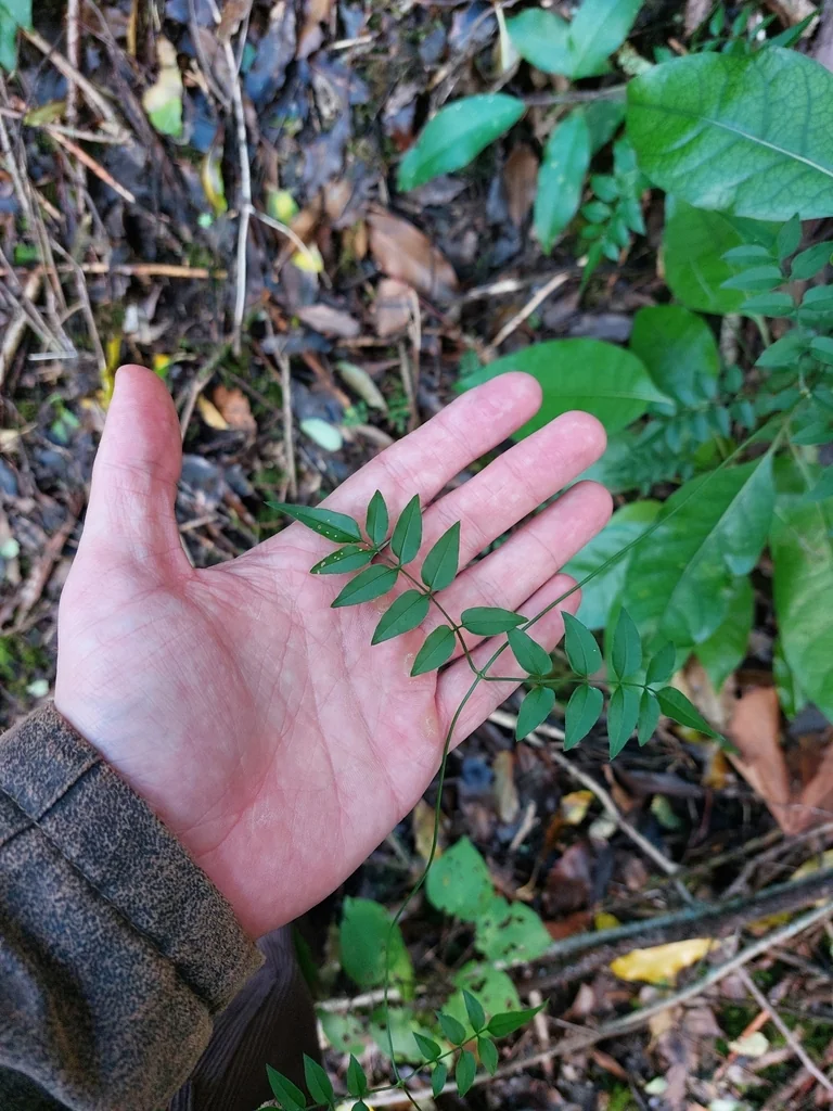 Jasminum Polyanthum