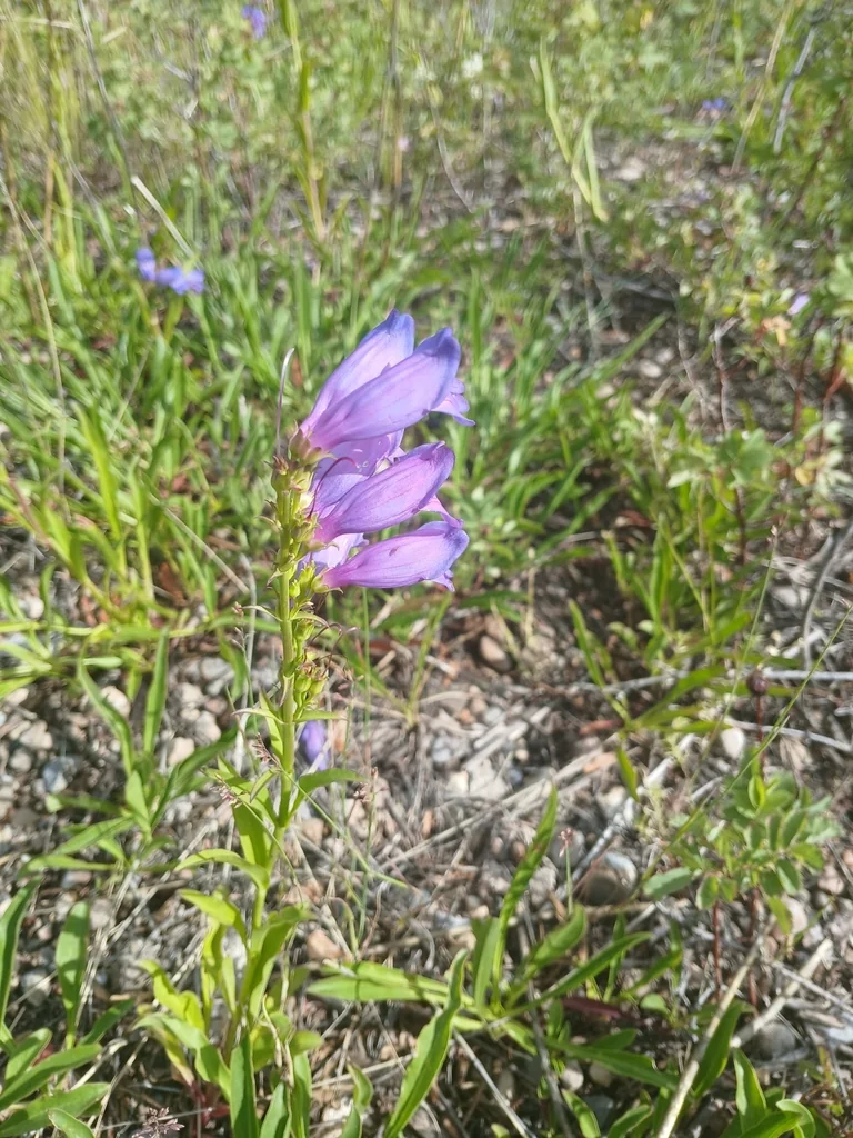 Penstemon Strictus