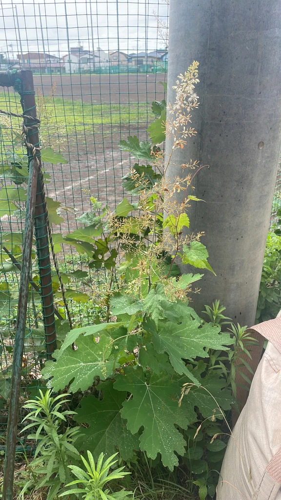 Macleaya Cordata
