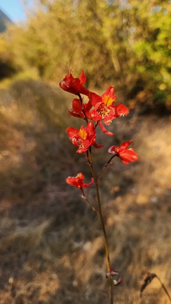 Delphinium Cardinale