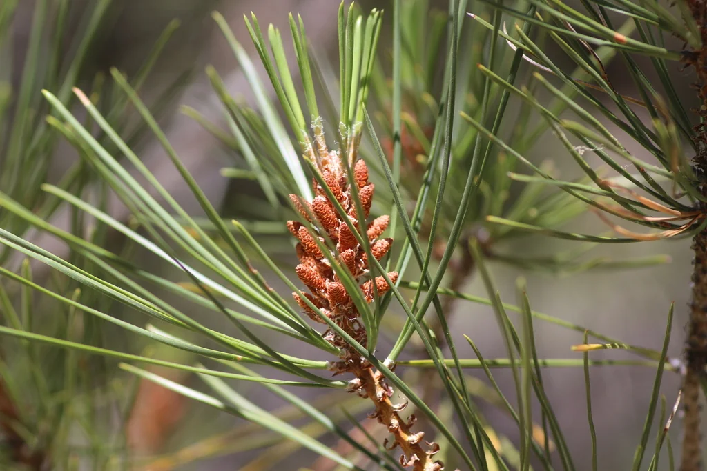 Pinus Attenuata