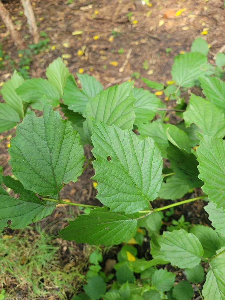 Viburnum Dentatum