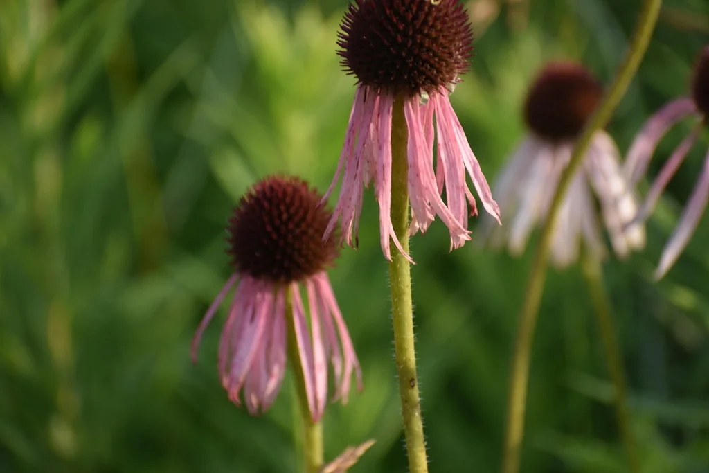 Echinacea Pallida