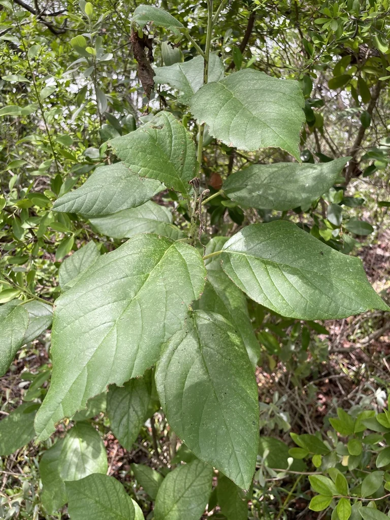 Cordia Sebestena