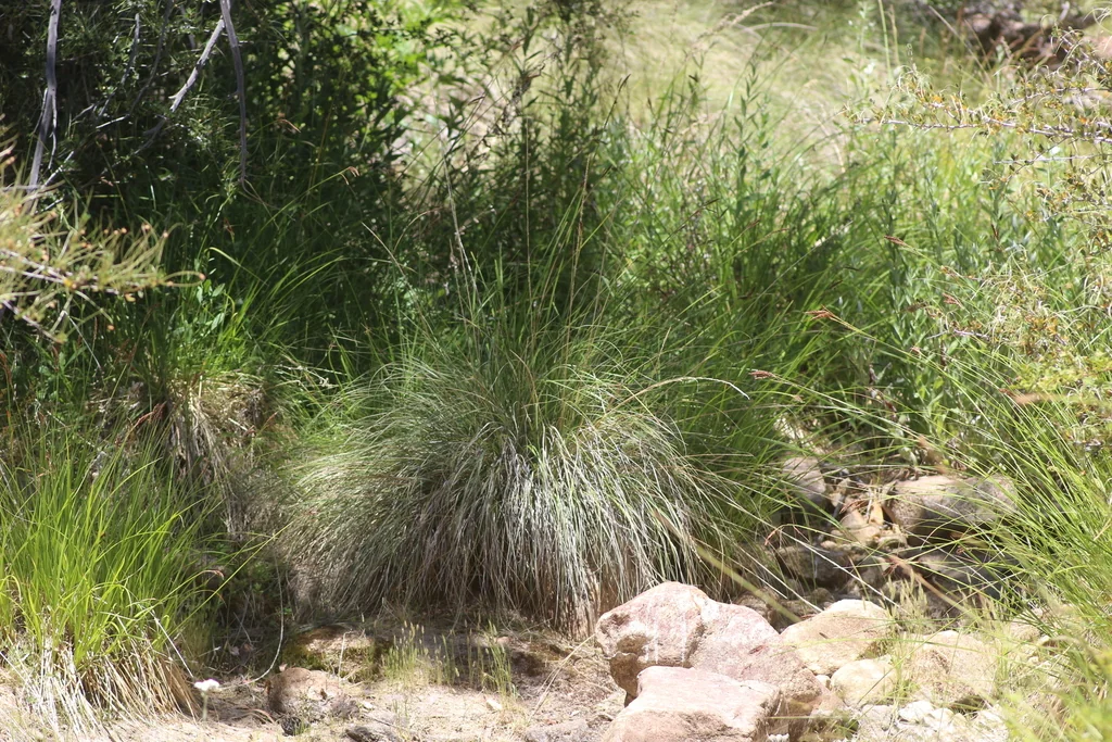 Muhlenbergia Rigens