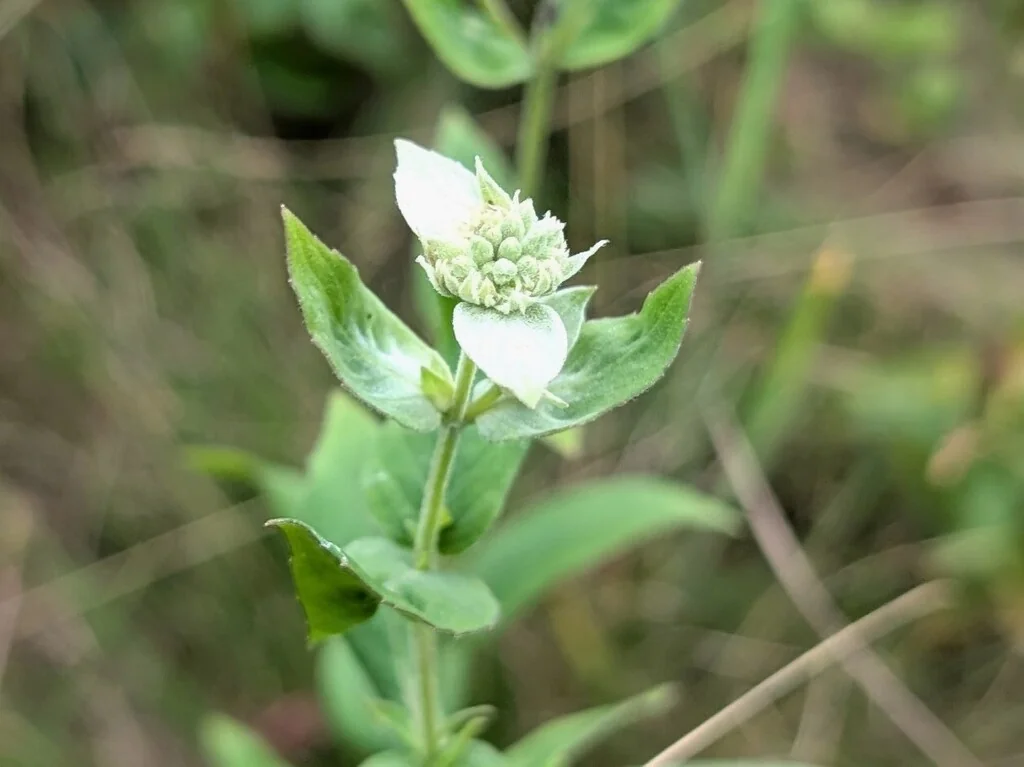 Pycnanthemum Muticum