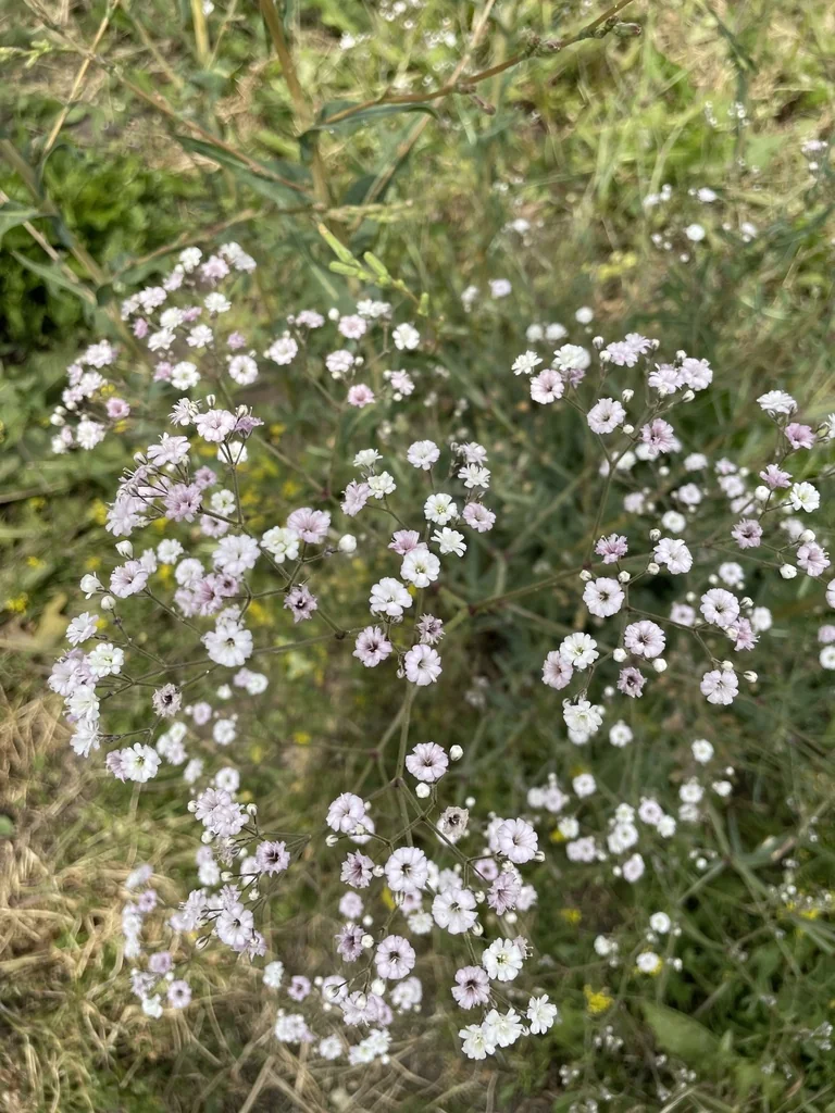 Gypsophila paniculata