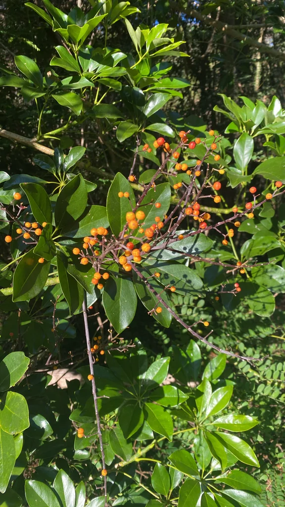 Schefflera Arboricola
