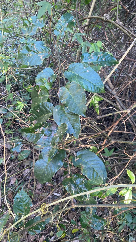 Cissus Antarctica