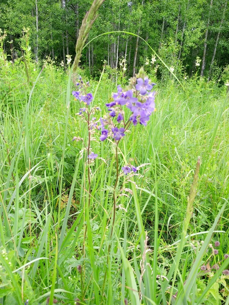 Polemonium Caeruleum