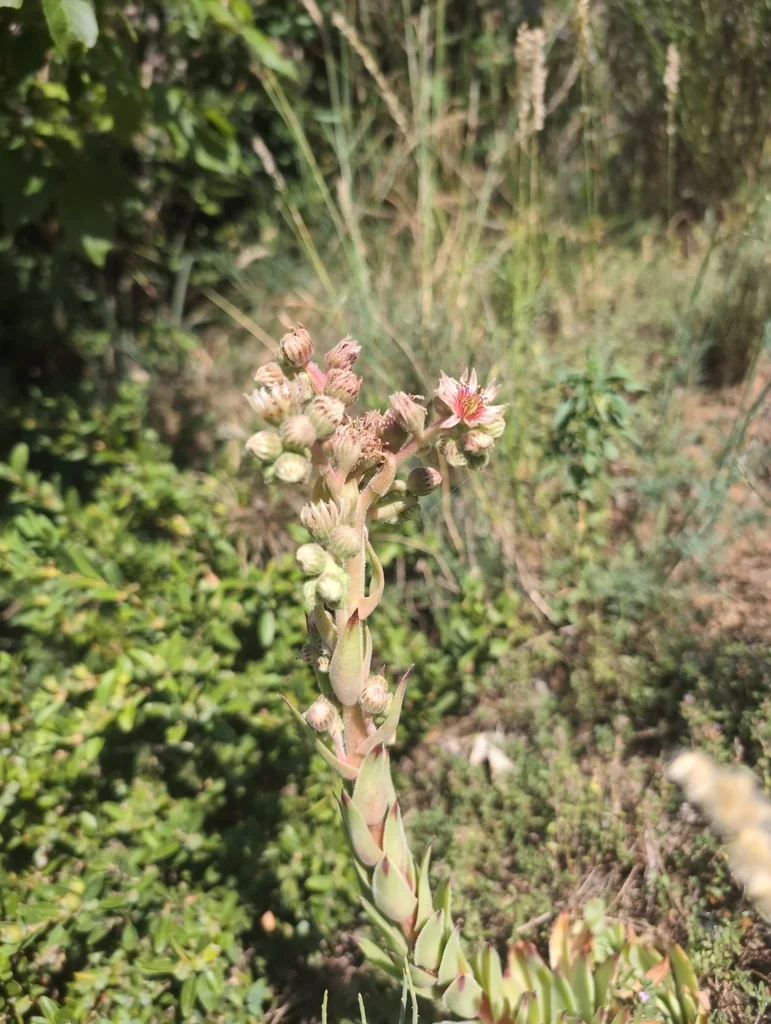 Sempervivum Tectorum