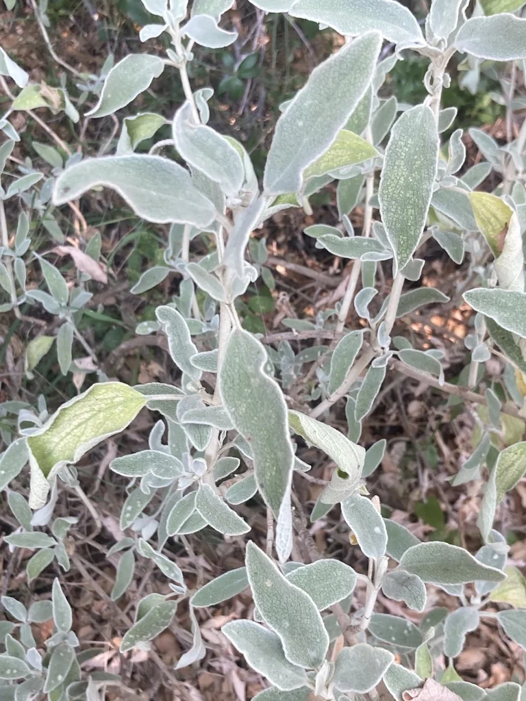 Phlomis Fruticosa