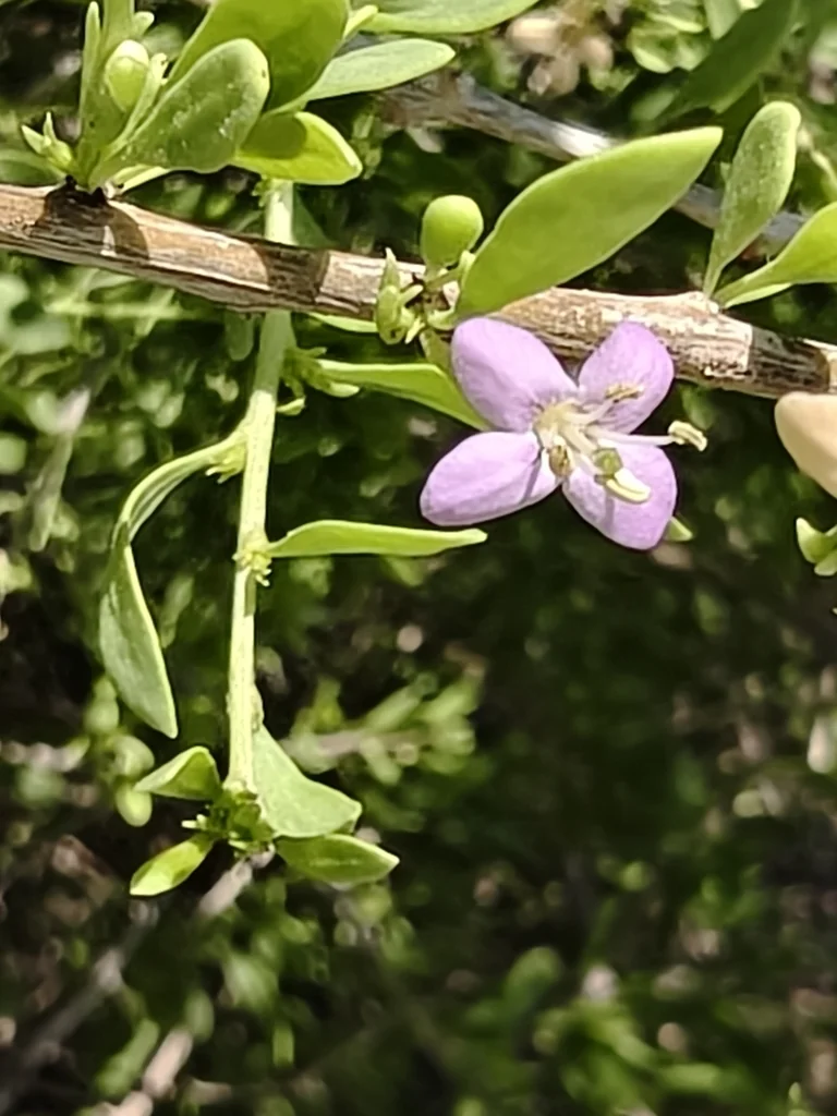 Lycium Brevipes