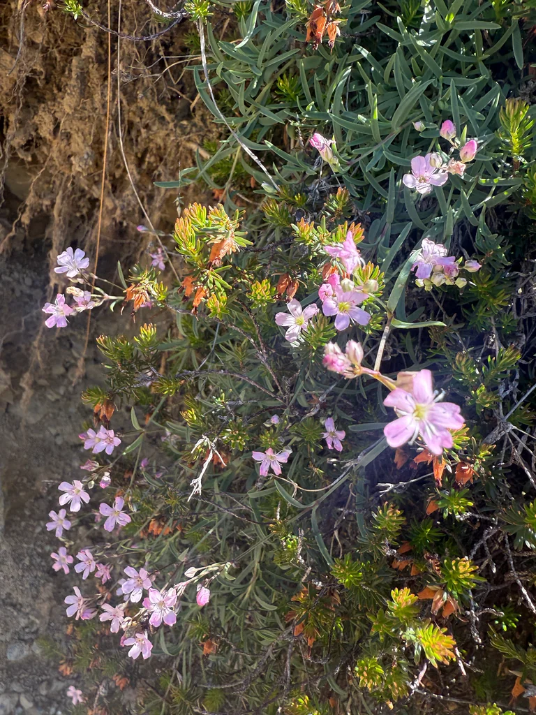 Gypsophila Repens