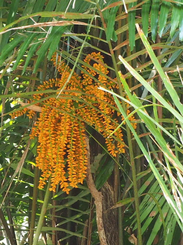 Arenga Engleri