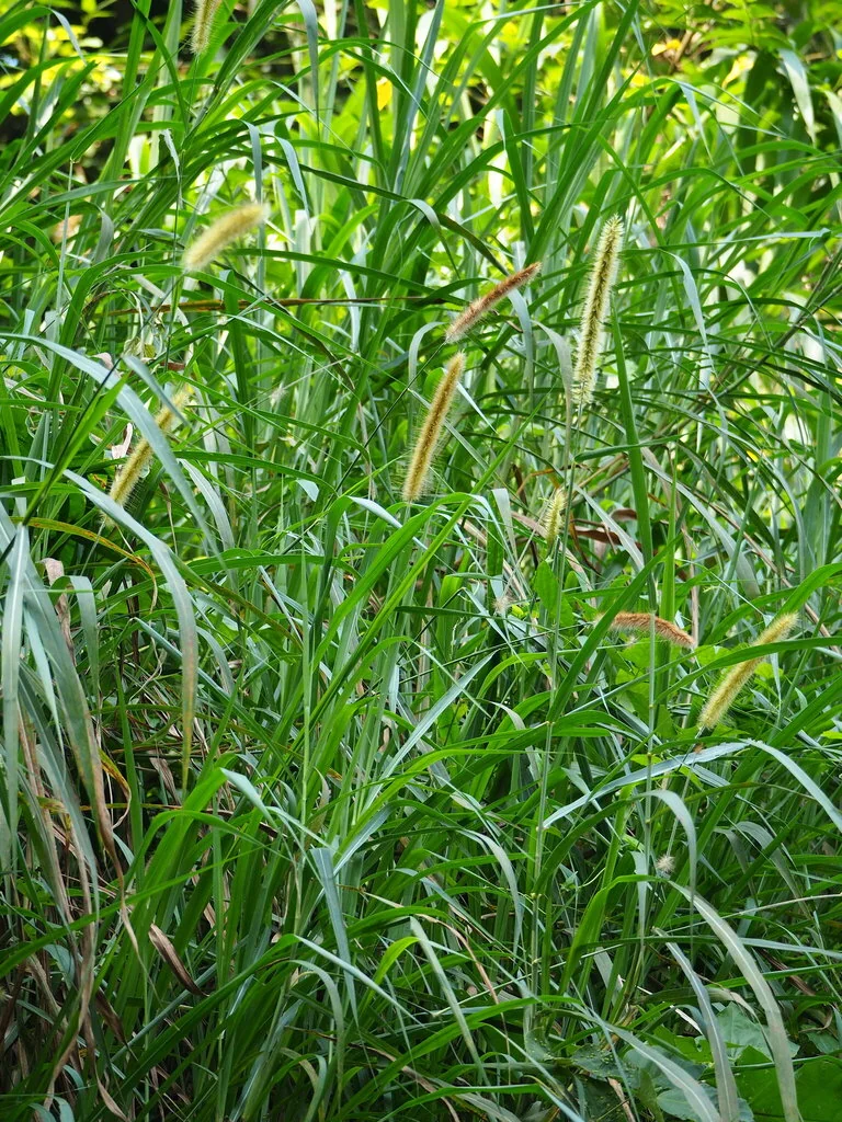 Pennisetum Purpureum