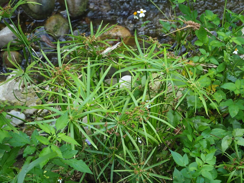 Cyperus involucratus