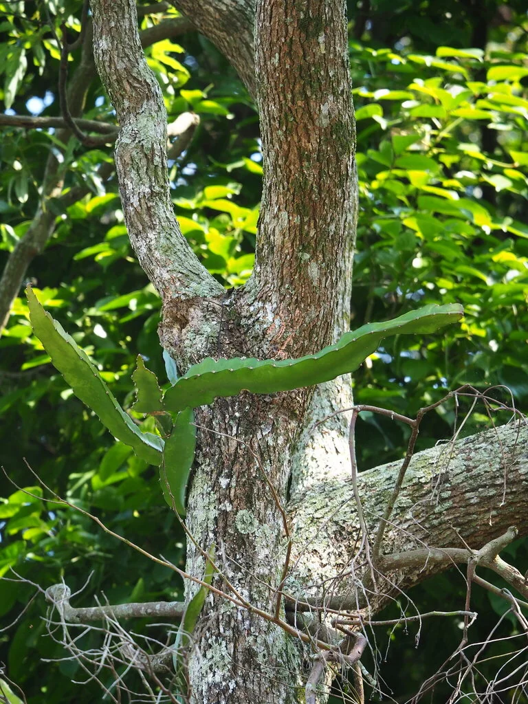 Hylocereus Undatus