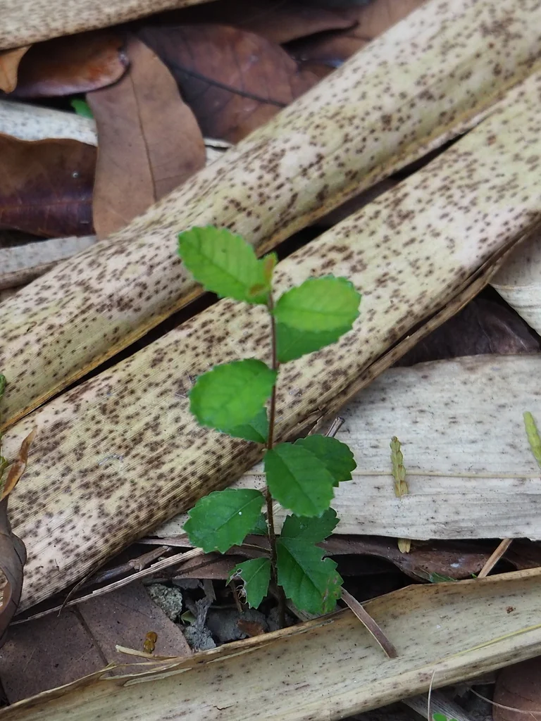 Ulmus Parvifolia