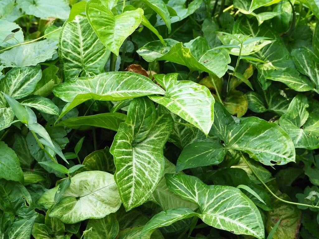 Syngonium podophyllum