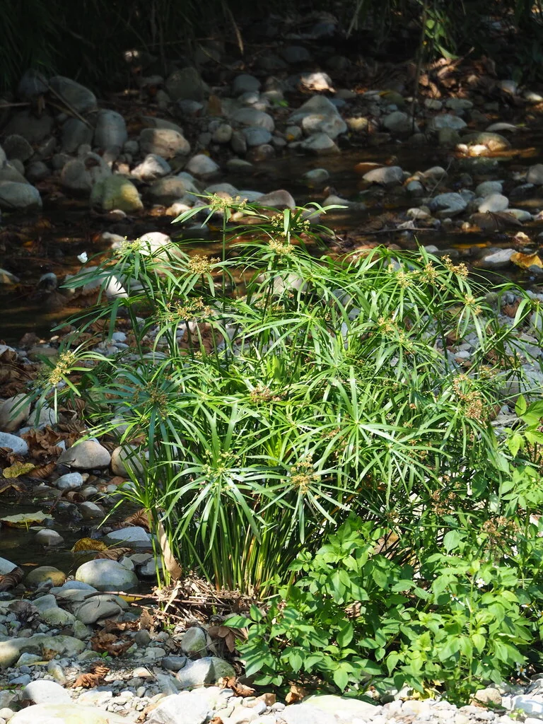 Cyperus involucratus
