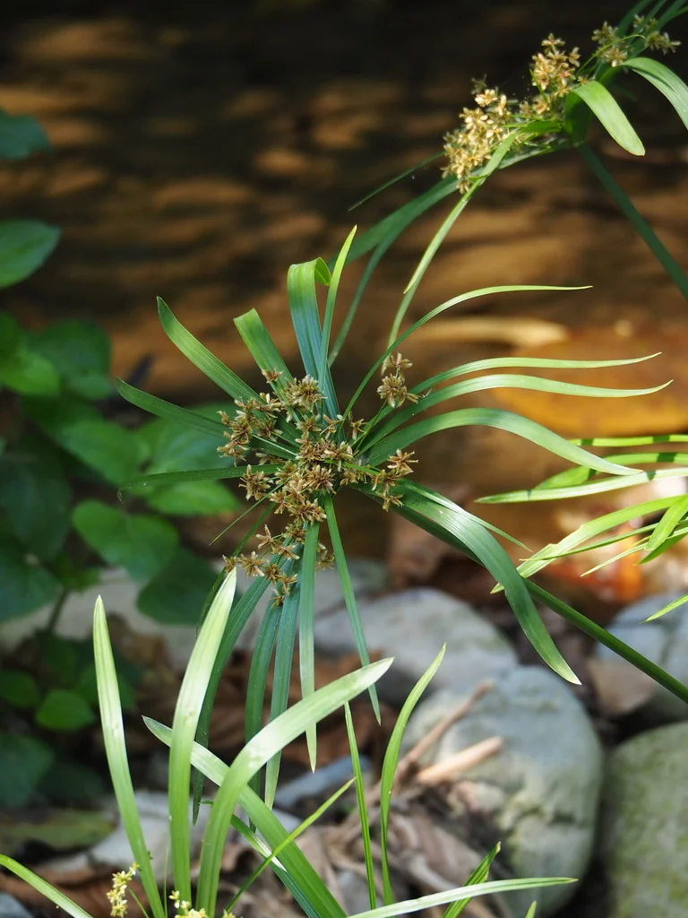 Cyperus involucratus