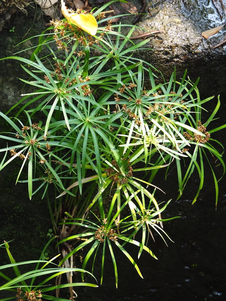 Cyperus involucratus