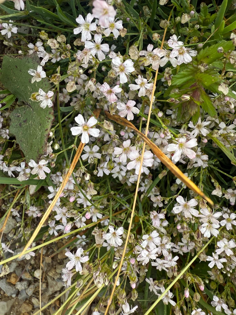 Gypsophila Repens