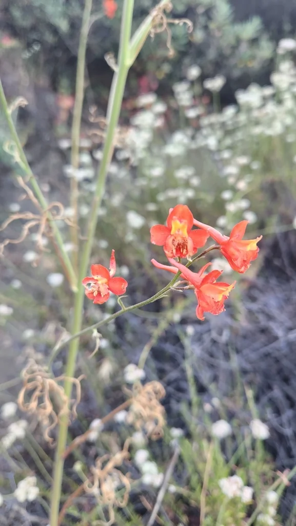 Delphinium Cardinale