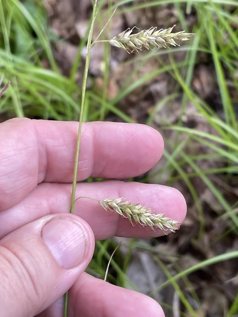 Carex Cherokeensis