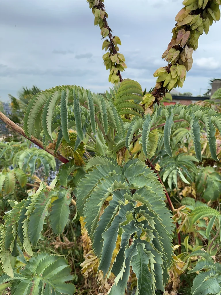 Melianthus Major