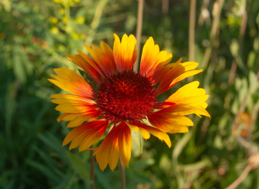 Gaillardia X Grandiflora