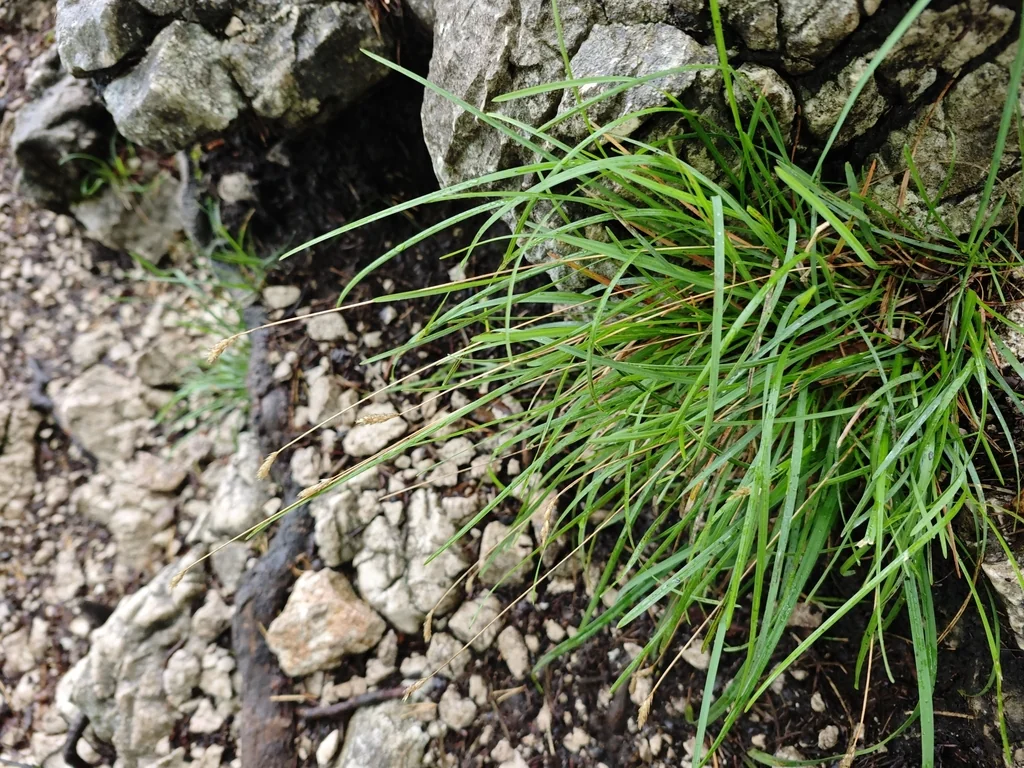 Sesleria Caerulea