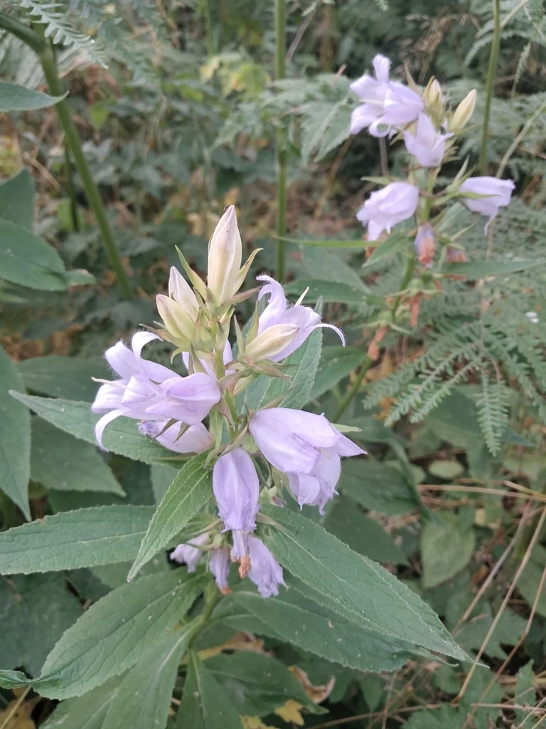 Campanula Latifolia