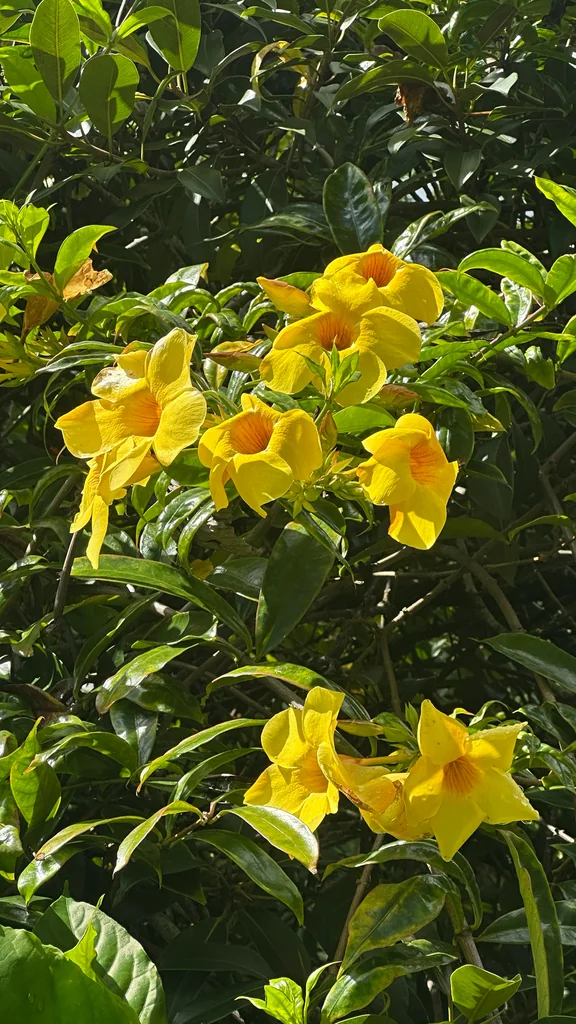 Allamanda Cathartica