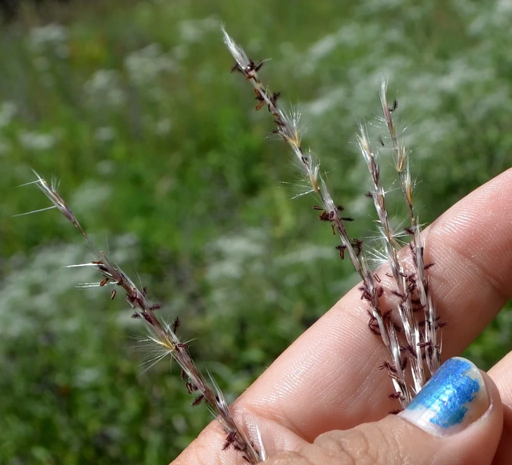 Miscanthus Sacchariflorus