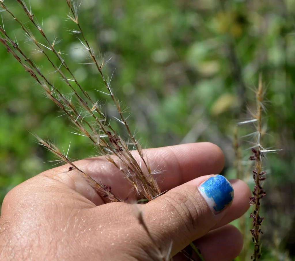 Miscanthus Sacchariflorus
