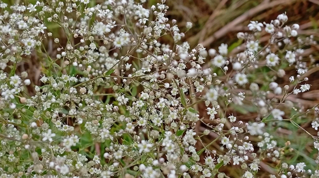 Gypsophila paniculata