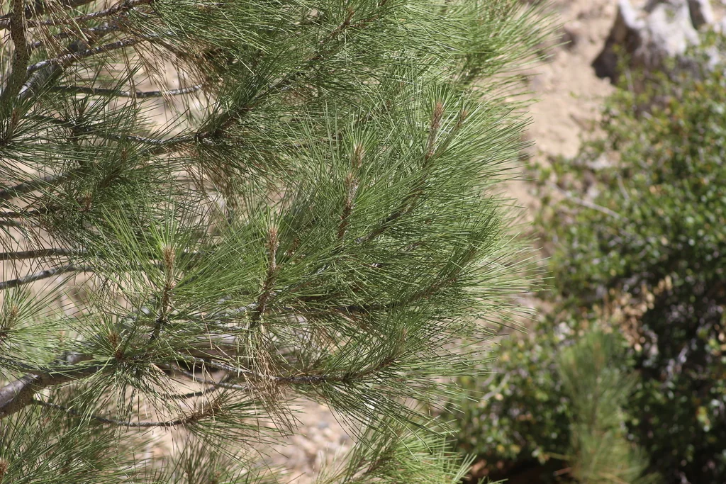 Pinus Attenuata